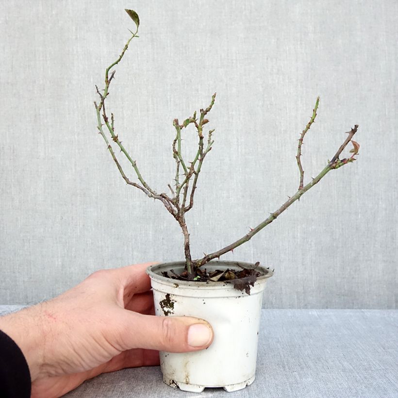 Ejemplar de Rosal La Sevillana Meigekanu Maceta de 10 cm/11 cm entregado en otoño