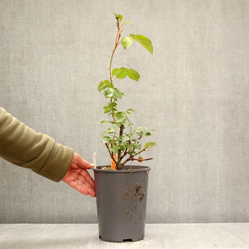Rosal La Sevillana Meigekanu Maceta 4L/5L Ejemplar entregado en la primavera