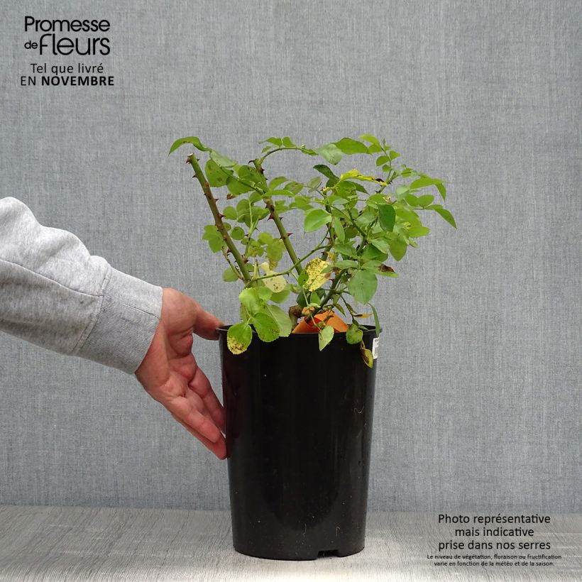 Ejemplar de Rosal Leonardo Da Vinci Meideauri Maceta 4L/5L entregado en otoño
