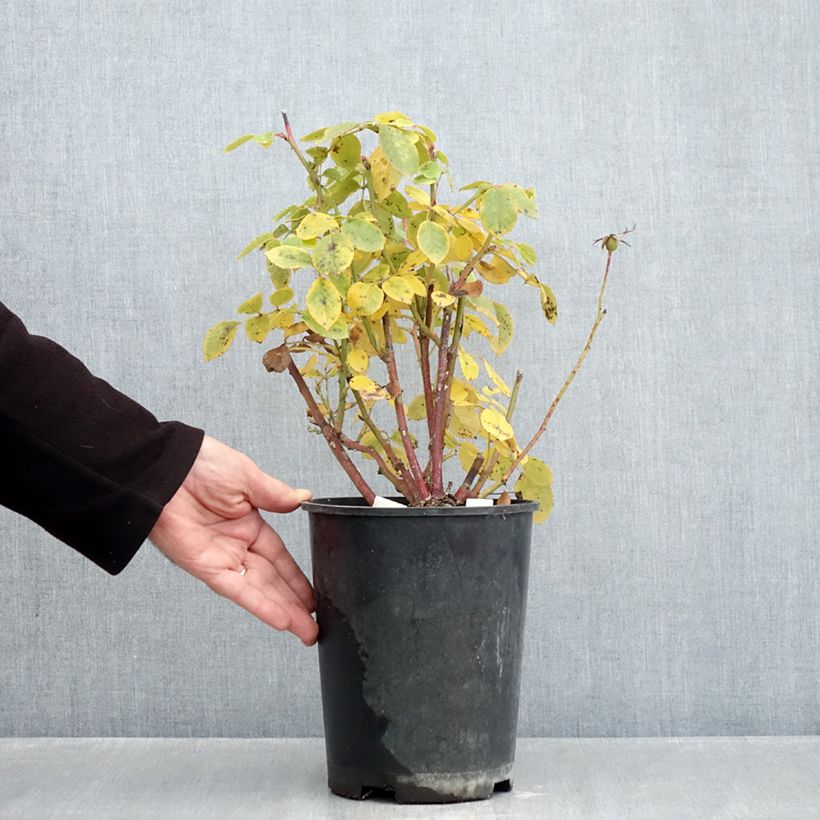 Ejemplar de Rosal Love letter Maceta 4L/5L entregado en otoño