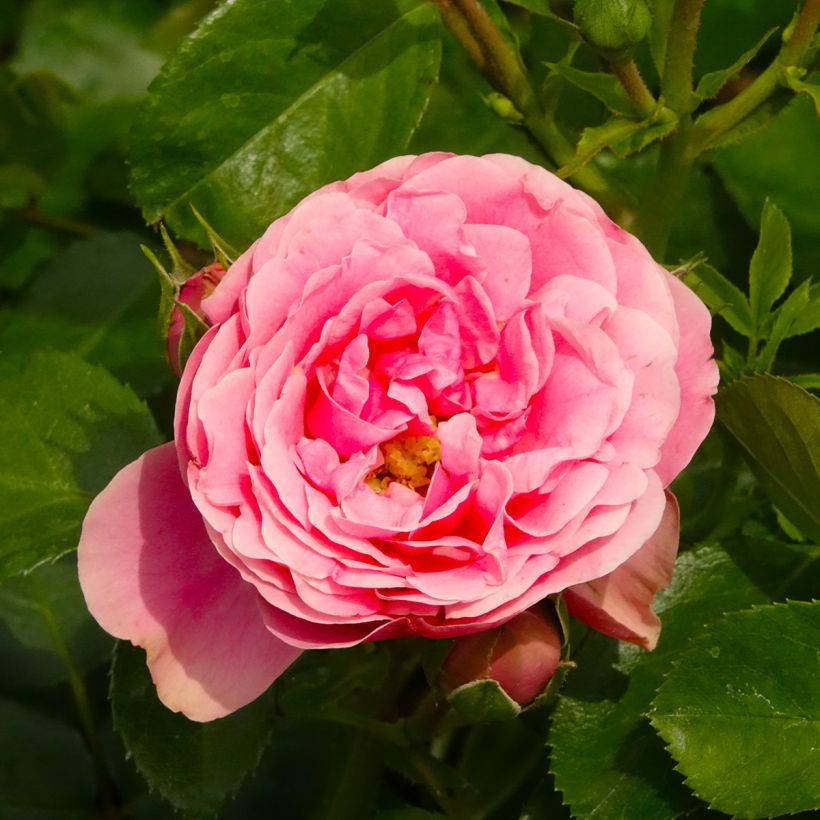 Rosal Manou Meilland (Floración)