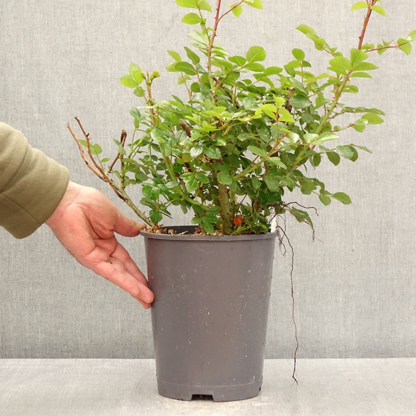 Rosal Manou Meilland Maceta 4L/5L Ejemplar entregado en la primavera