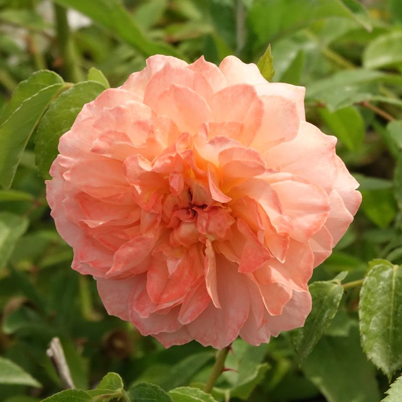 Rosal Marc's Jubilée (Floración)