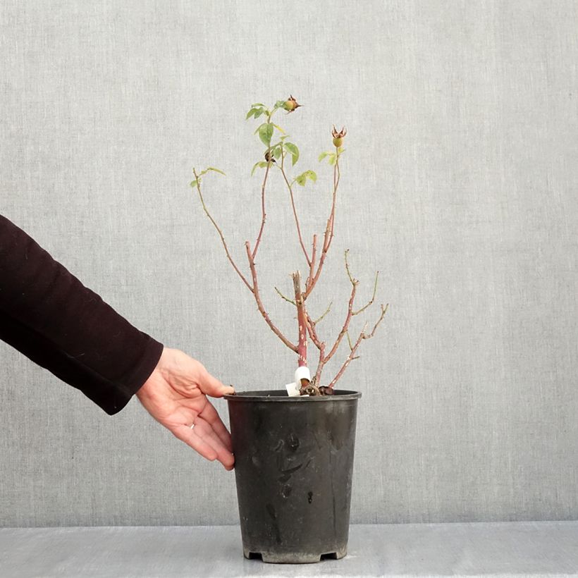 Ejemplar de Rosal Marc's Jubilée Maceta 4L/5L entregado en otoño