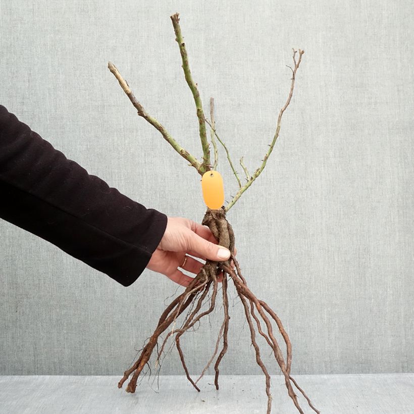 Rosal Marie Curie Meilomit Raíces desnudas Ejemplar entregado en invierno