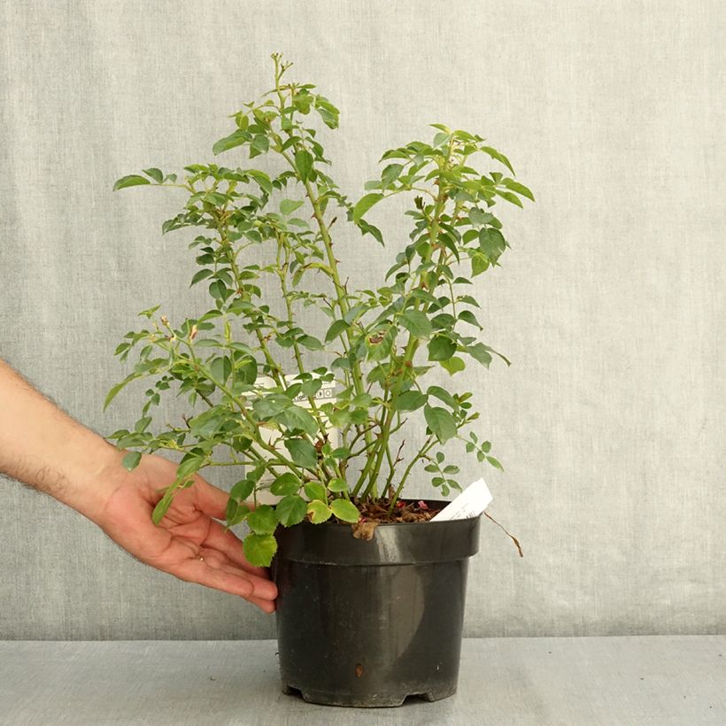 Ejemplar de Rosier à fleurs groupées Mel Bee Pot de 3L/4L entregado en verano