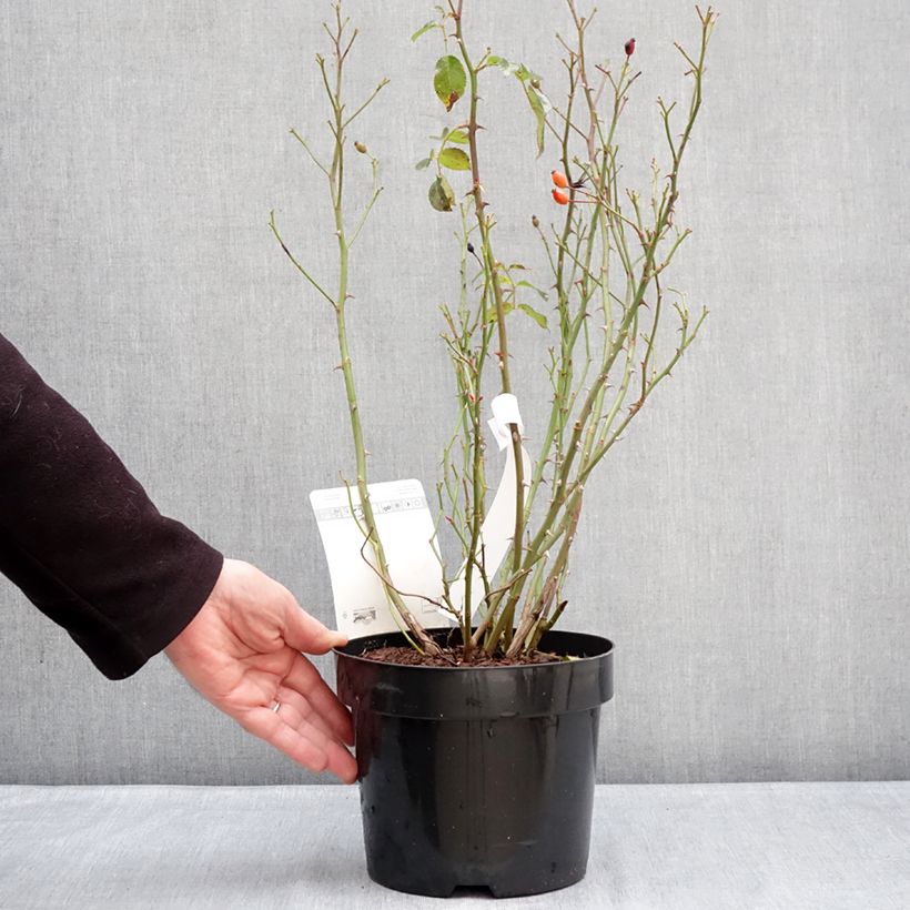 Rosa Mel Bee Maceta 3L/4L Ejemplar entregado en invierno