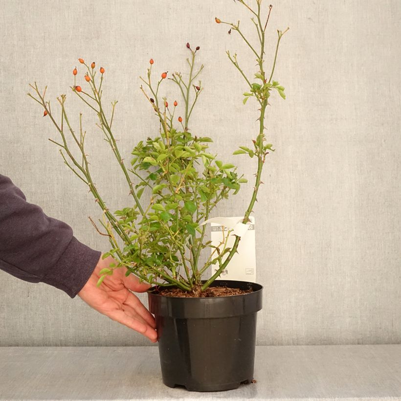 Rosa Mel Bee Maceta 3L/4L Ejemplar entregado en la primavera