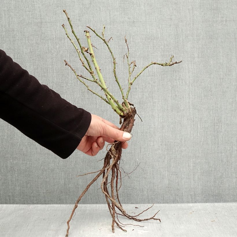 Rosal Message d'Espoir Meishamalo Raíces desnudas Ejemplar entregado en invierno