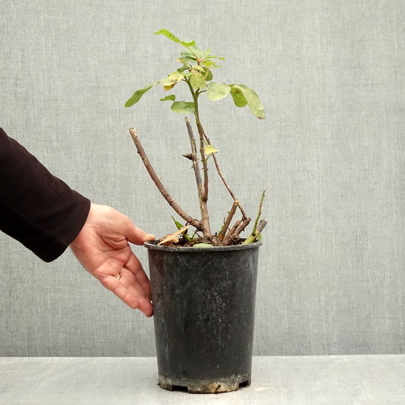 Ejemplar de Rosal Niccolò Paganini Maceta 4L/5L entregado en otoño