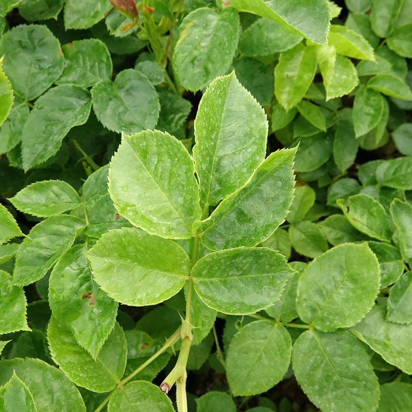 Rosal Off-Load (Follaje)