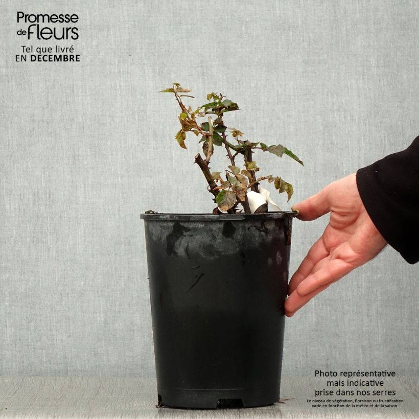 Ejemplar de Rosal Off-Load Maceta 4L/5L entregado en otoño