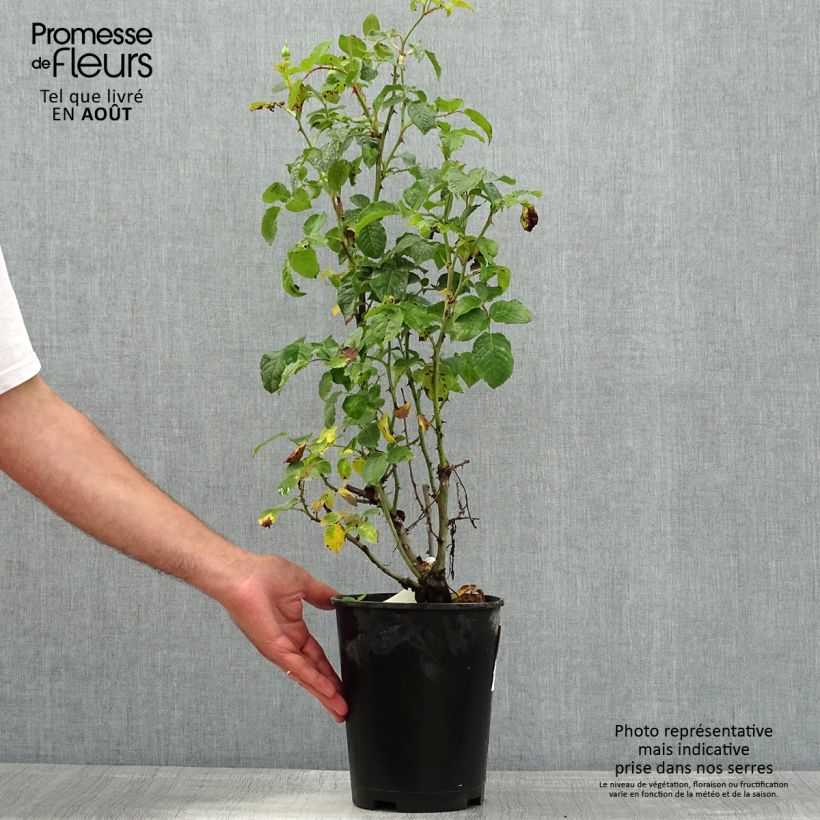 Ejemplar de Rosal Off-Load Maceta 4L/5L entregado en verano