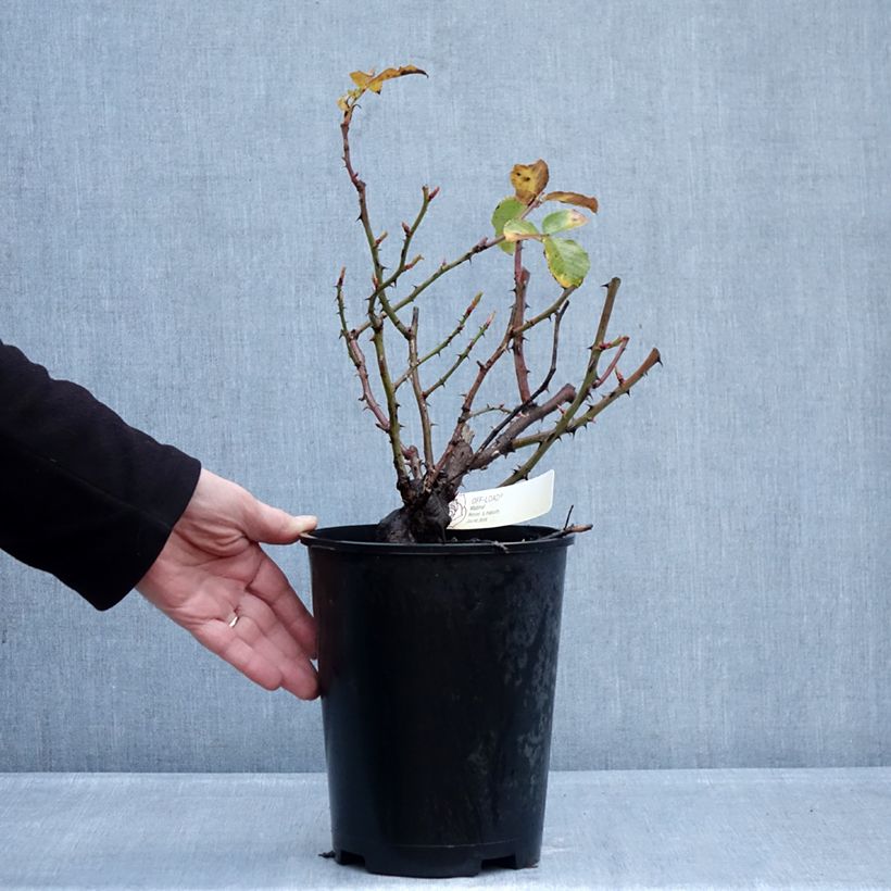 Rosal Off-Load Maceta 4L/5L Ejemplar entregado en invierno