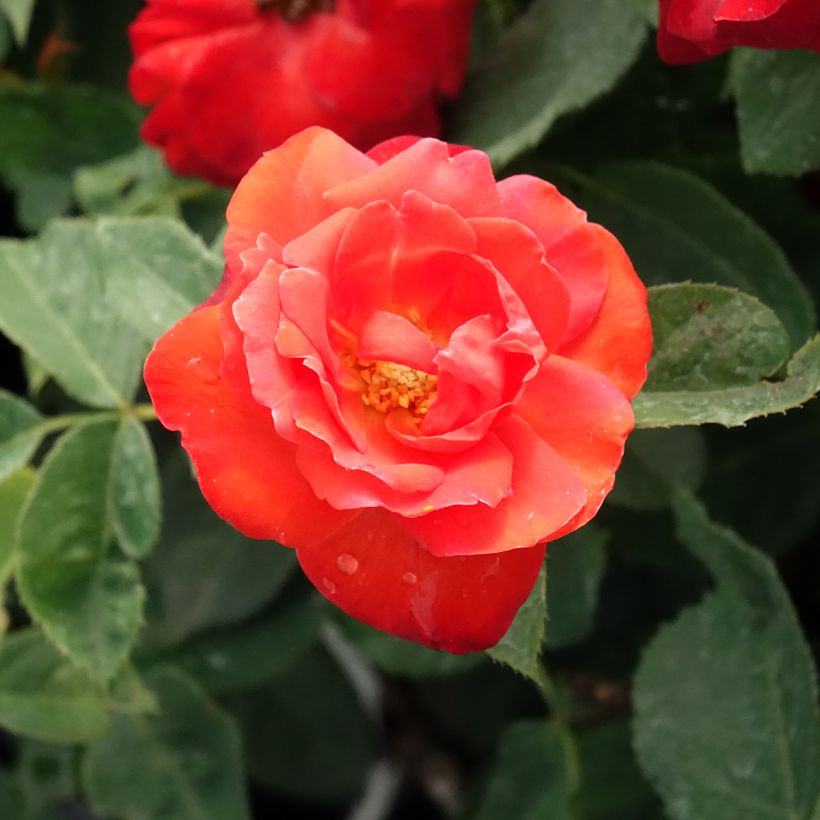 Rosa Orange Sensation (Floración)