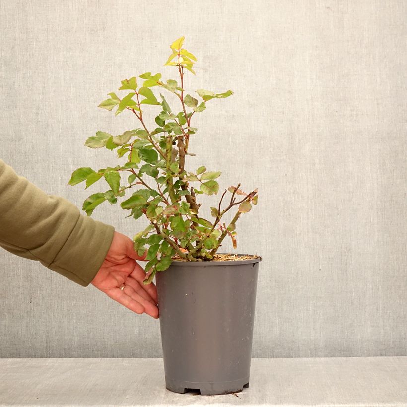 Rosal Origami Maceta 4L/5L Ejemplar entregado en la primavera
