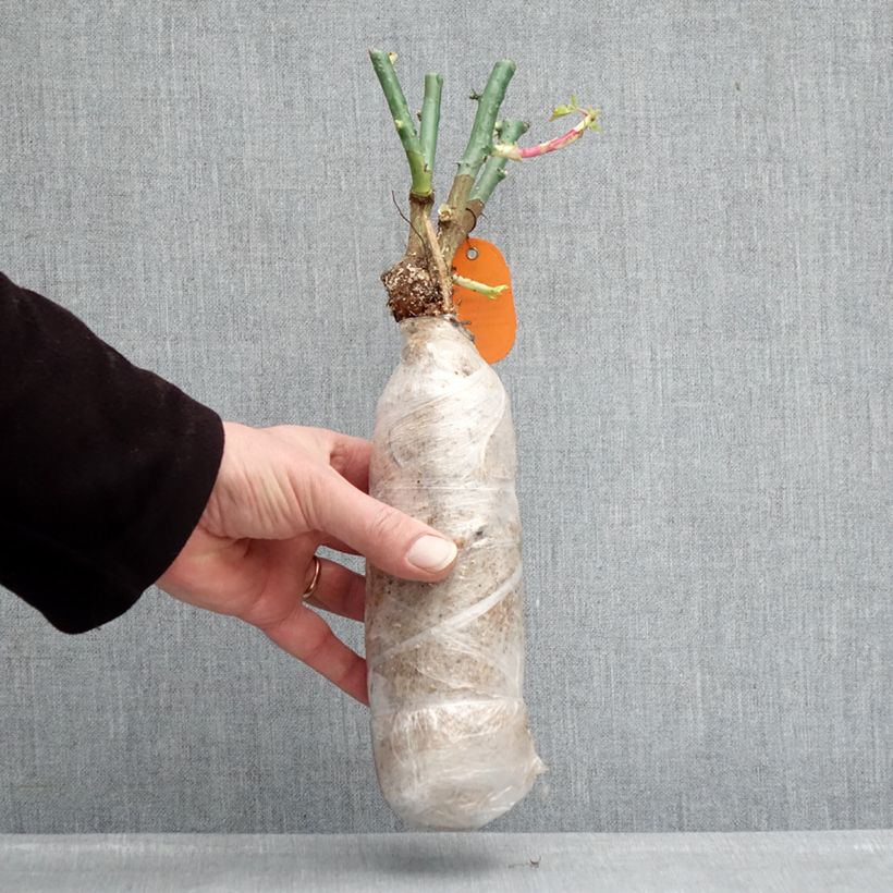 Rosal Origami Raíz desnuda Ejemplar entregado en invierno