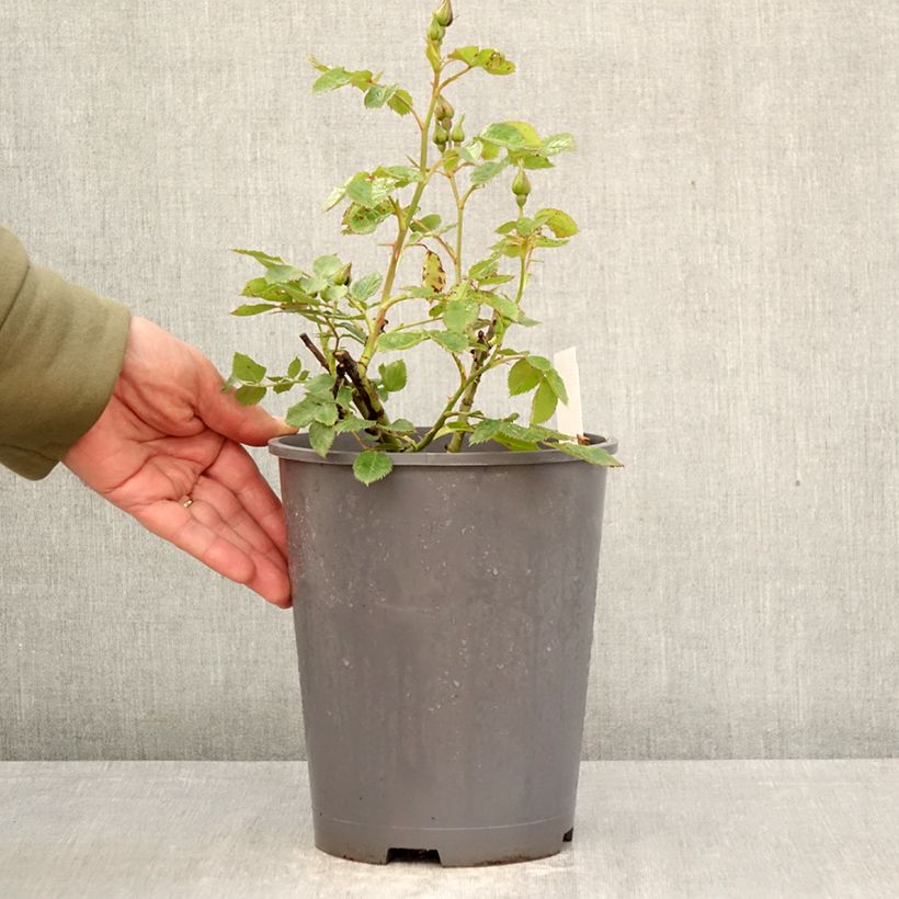 Rosal Pacific Dream Maceta 4L/5L Ejemplar entregado en la primavera