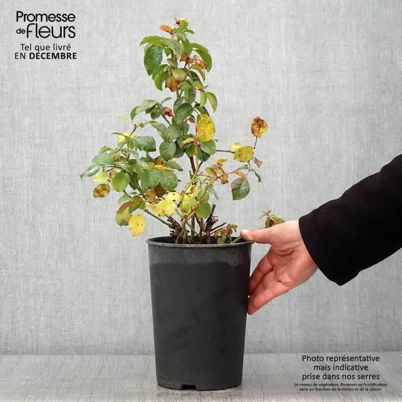 Ejemplar de Rosal persica Peace and Love Maceta 4L/5L entregado en otoño