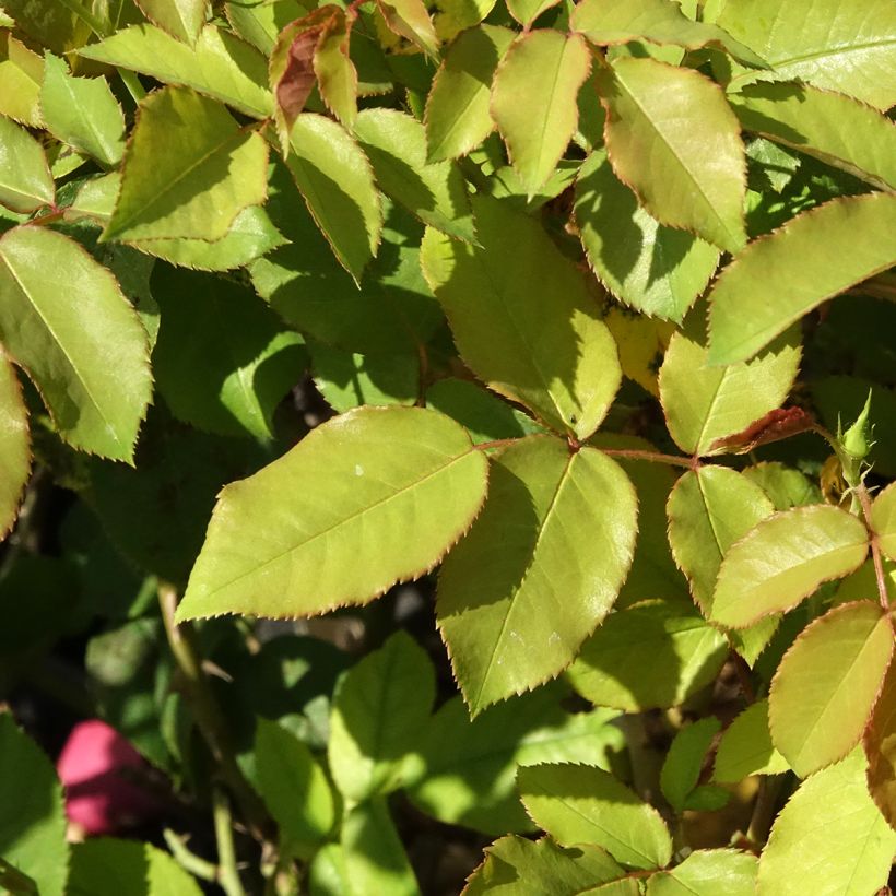 Rosal Pick'n Go Mattmag (Follaje)