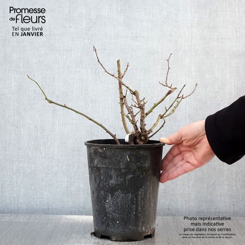 Rosal Pick'n Go Mattmag Maceta 4L/5L Ejemplar entregado en invierno