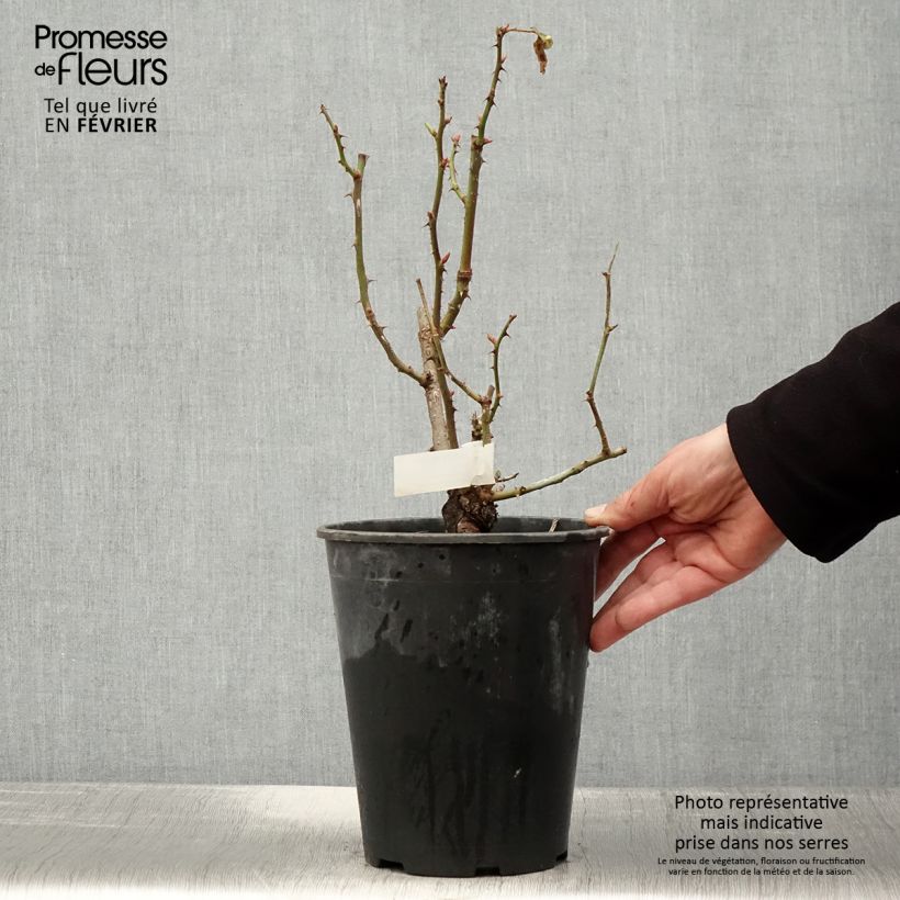 Rosal Quinte Flush Maceta 4L/5L Ejemplar entregado en invierno