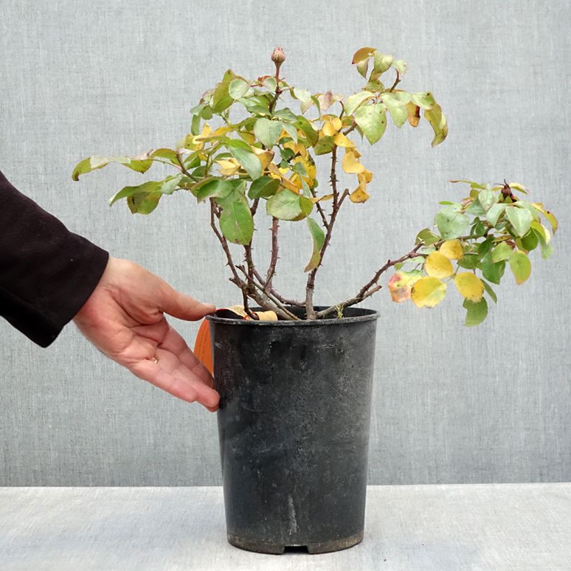 Ejemplar de Rosal Red Leonardo da Vinci Meiangele - Rosal rojo Maceta 4L/5L entregado en otoño
