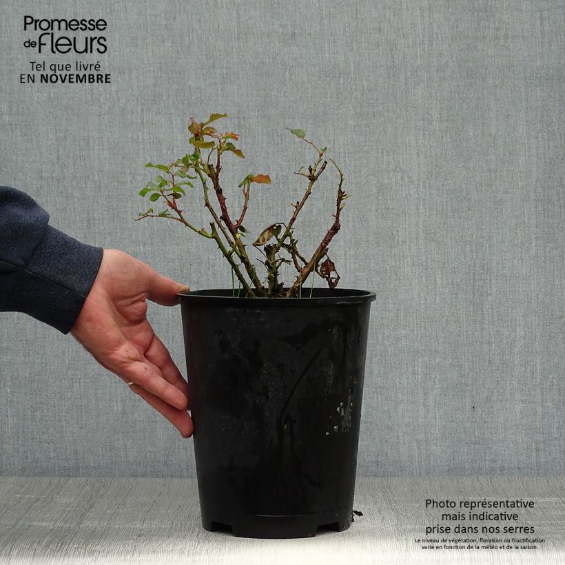 Ejemplar de Rosal Remembrance Maceta 2L/3L entregado en otoño