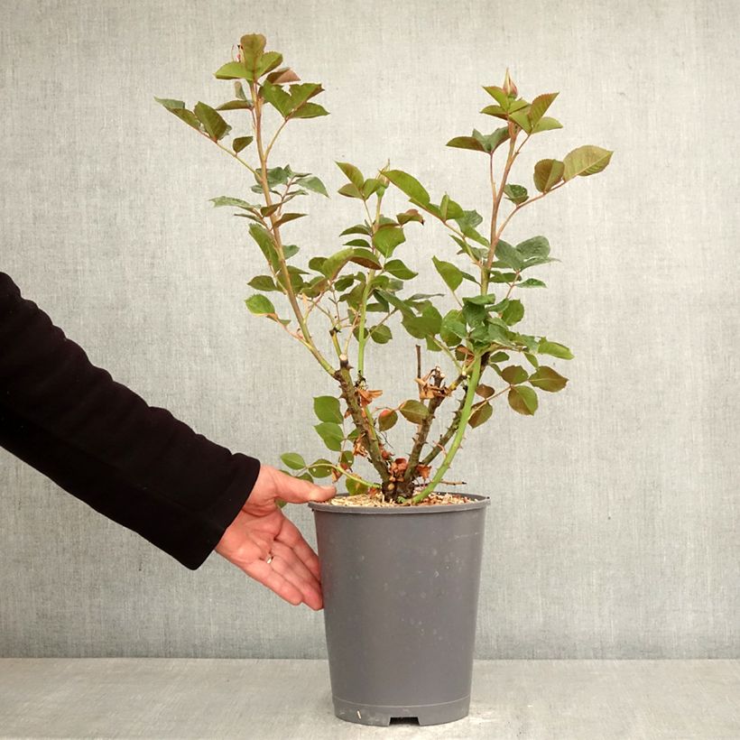 Rosal Summer Sangria Maceta 4L/5L Ejemplar entregado en la primavera