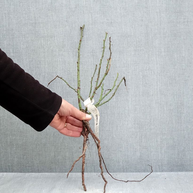 Rosal Summer Sangria Raíces desnudas Ejemplar entregado en invierno