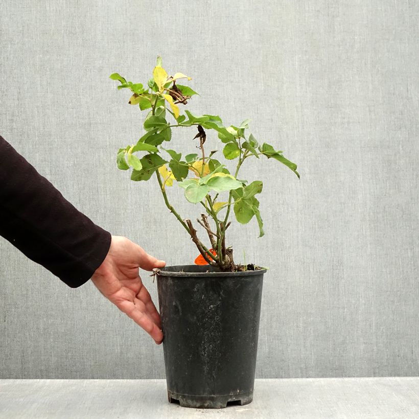Ejemplar de Rosal Rustica III Maceta 4L/5L entregado en otoño