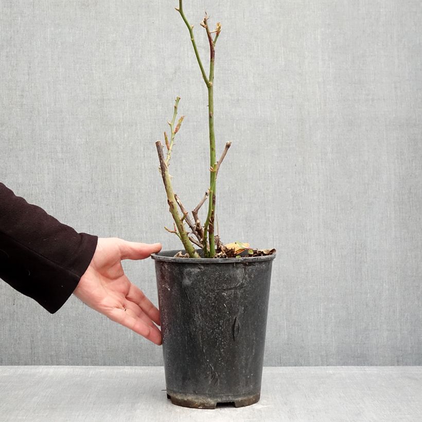 Rosal Rustica III Maceta 4L/5L Ejemplar entregado en invierno