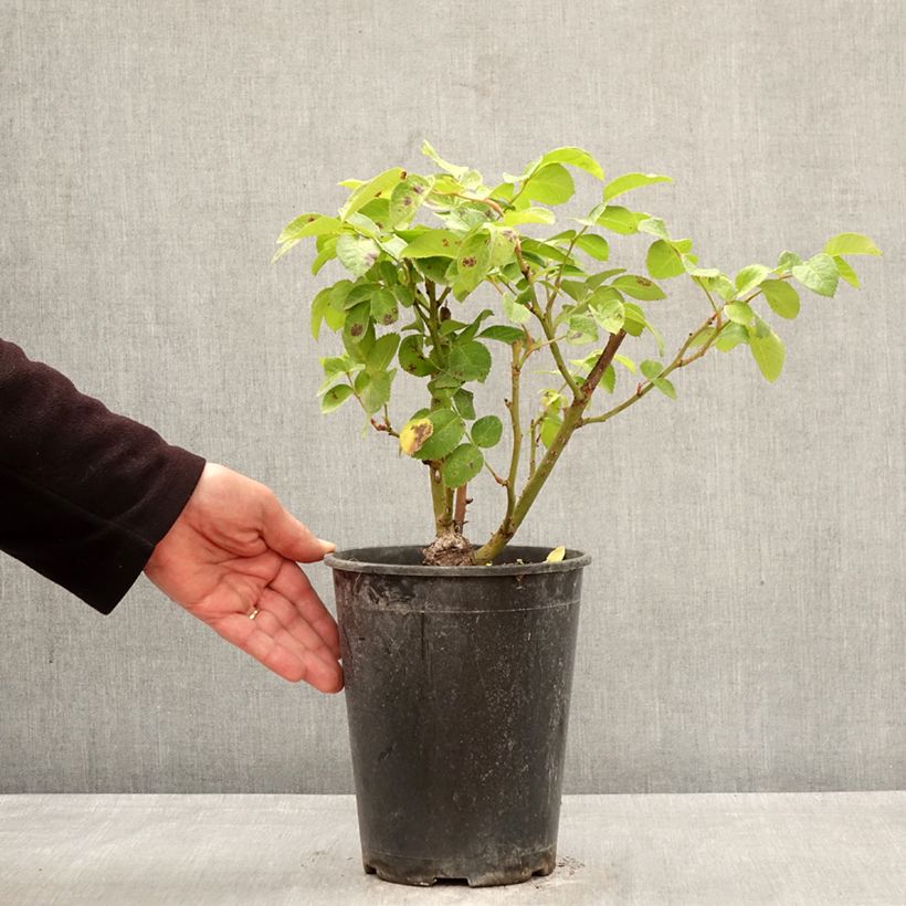 Rosal Rustica III Maceta 4L/5L Ejemplar entregado en la primavera