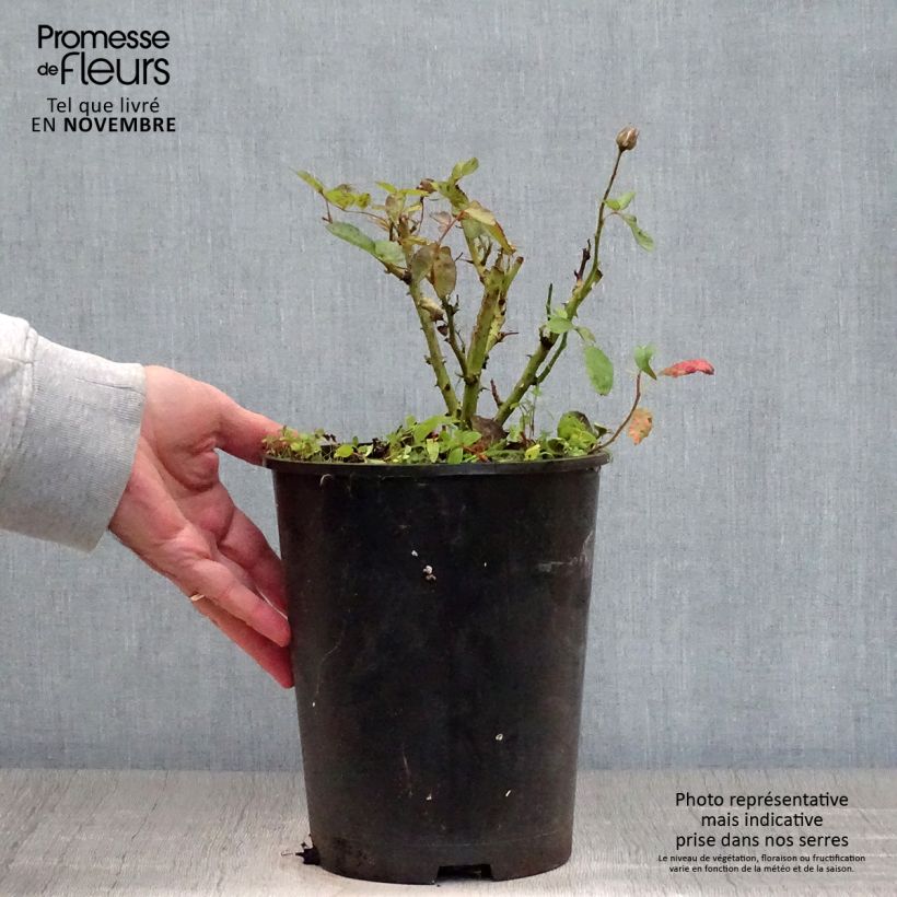 Ejemplar de Rosal Schöne Koblenzerin Maceta 2L/3L entregado en otoño