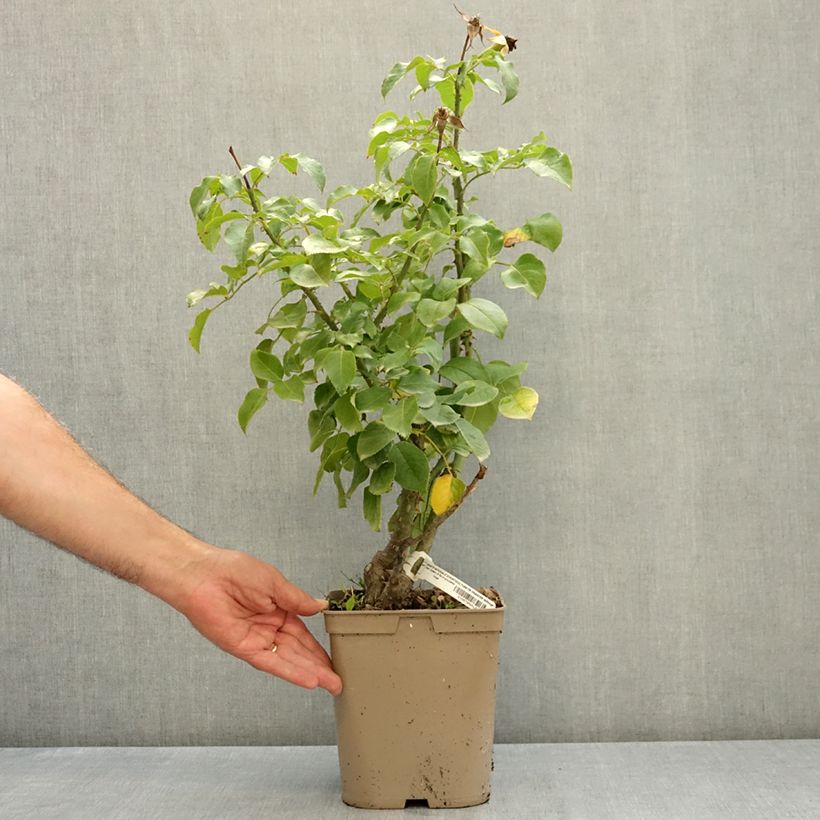 Ejemplar de Rosa Société Nationale d’Horticulture de France Maceta 3L/4L entregado en verano