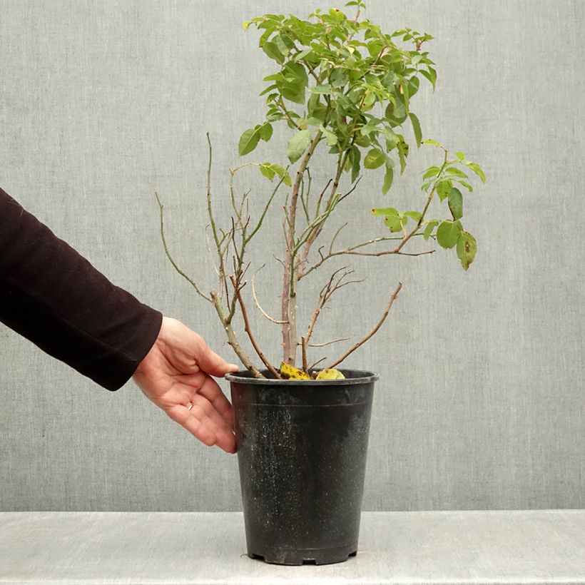 Ejemplar de Rosal Sophia Romantica  Maceta 4L/5L entregado en otoño