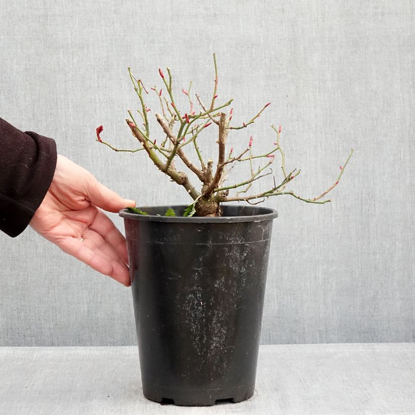 Rosal Sophia Romantica  Maceta 4L/5L Ejemplar entregado en invierno