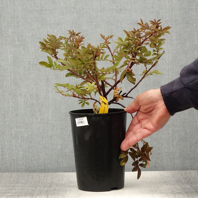 Ejemplar de Rosal rugosa Strandperle Maceta 4L/5L entregado en verano