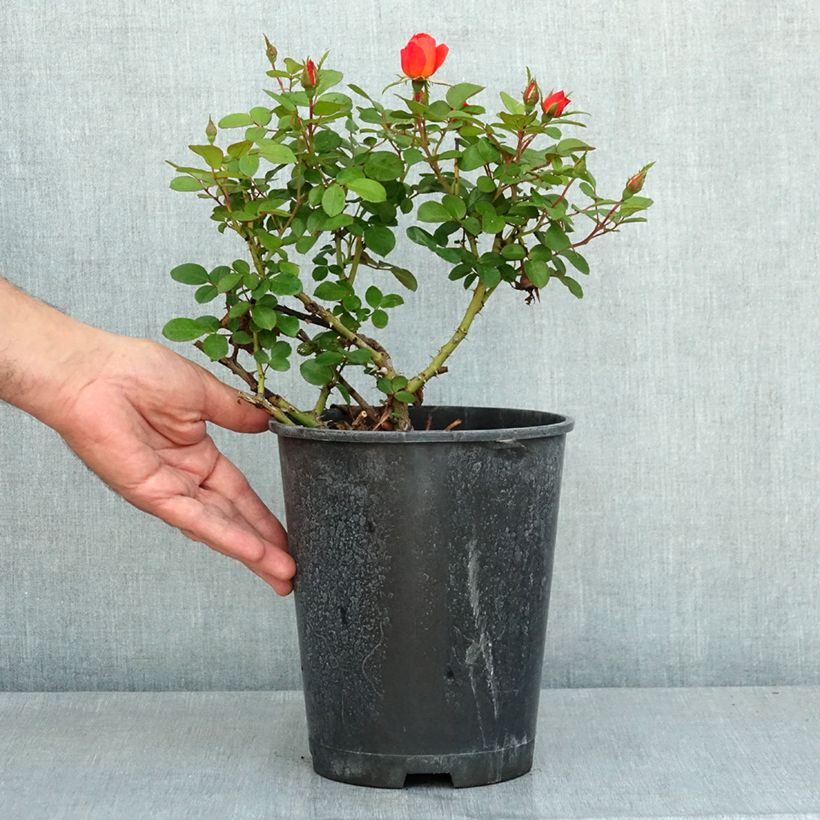 Ejemplar de Rosal Sugar Candy Rose - Rosal enano Maceta 4L/5L entregado en verano