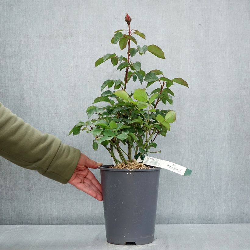 Rosa Super Trouper Maceta 4L/5L Ejemplar entregado en la primavera