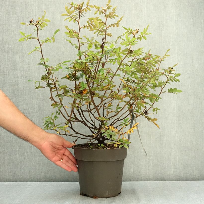 Ejemplar de Rosa rugosa Take it Easy Red  Maceta 4L/5L entregado en verano