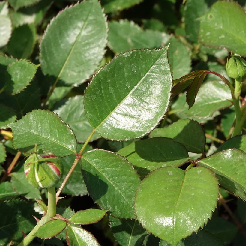 Rosal Tobago (Follaje)