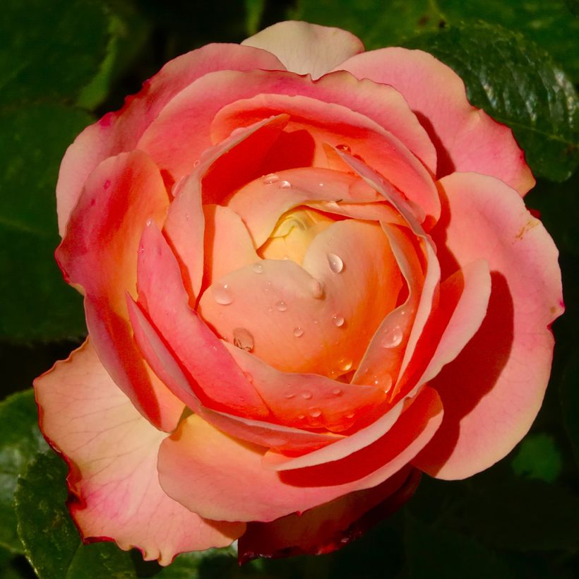 Rosal Tobago (Floración)