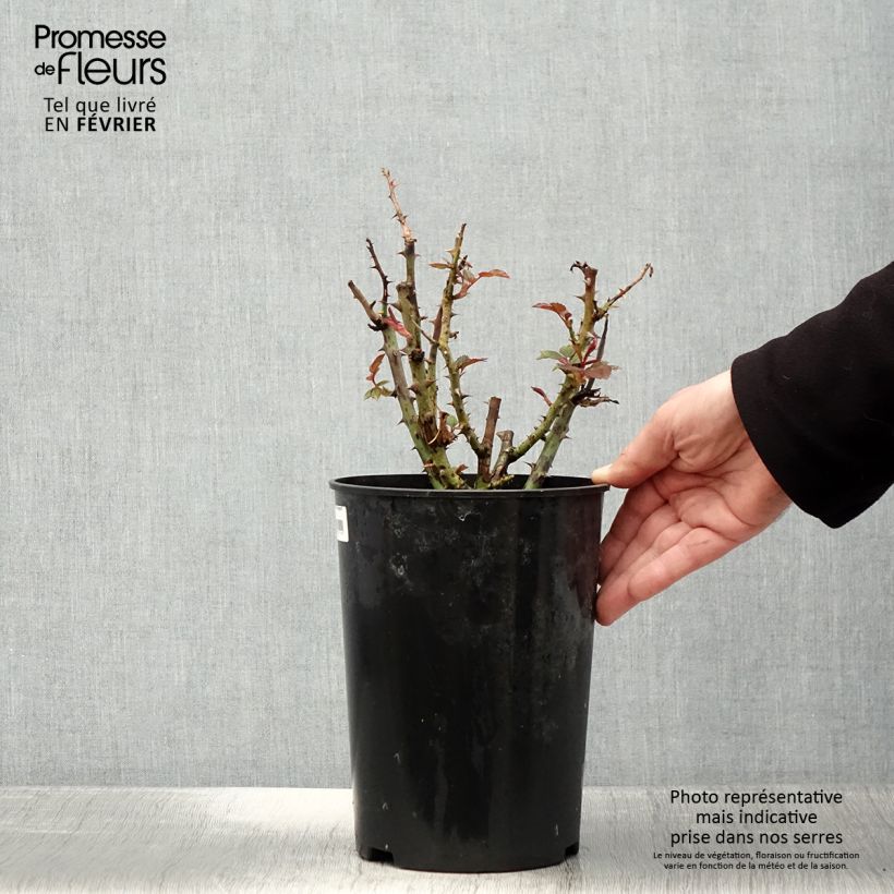 Rosal Tobago Maceta 4L/5L Ejemplar entregado en invierno