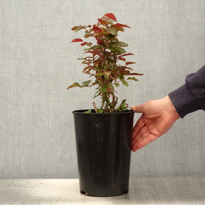 Rosal Tobago Maceta 4L/5L Ejemplar entregado en la primavera