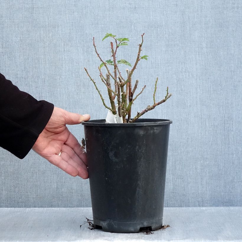 Ejemplar de Rosal Utopia Maceta 3L/4L entregado en otoño