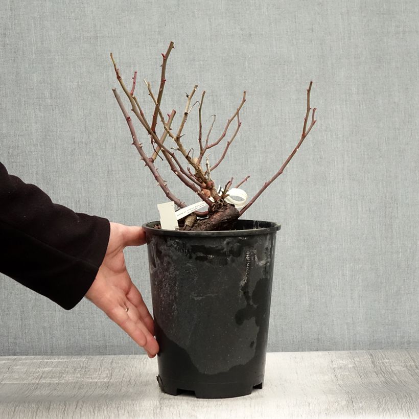 Ejemplar de Rosal Ville de Saumur Maceta 4L/5L entregado en otoño