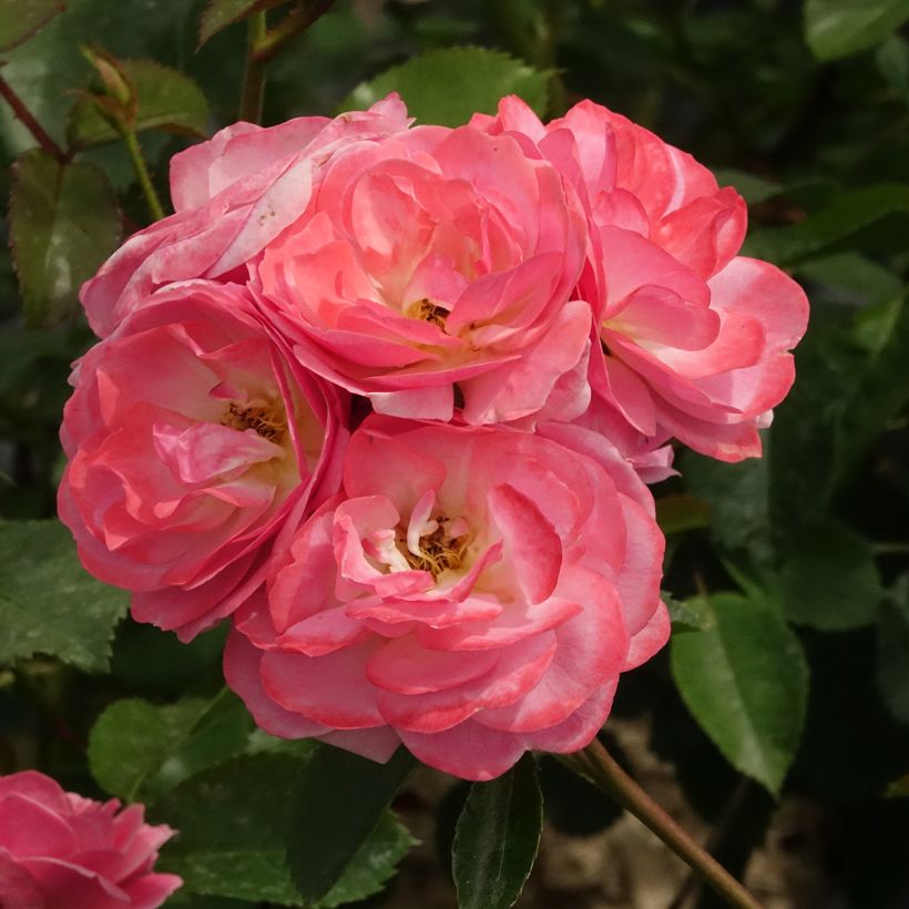 Rosal Walferdange (Floración)