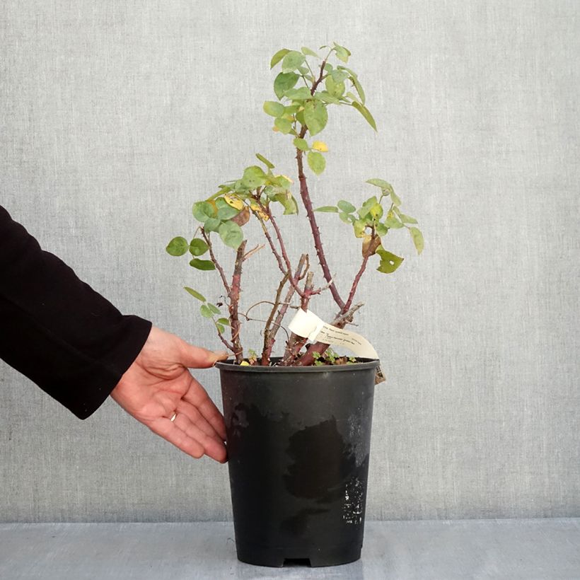 Ejemplar de Rosal Agatha Maceta 4L/5L entregado en otoño