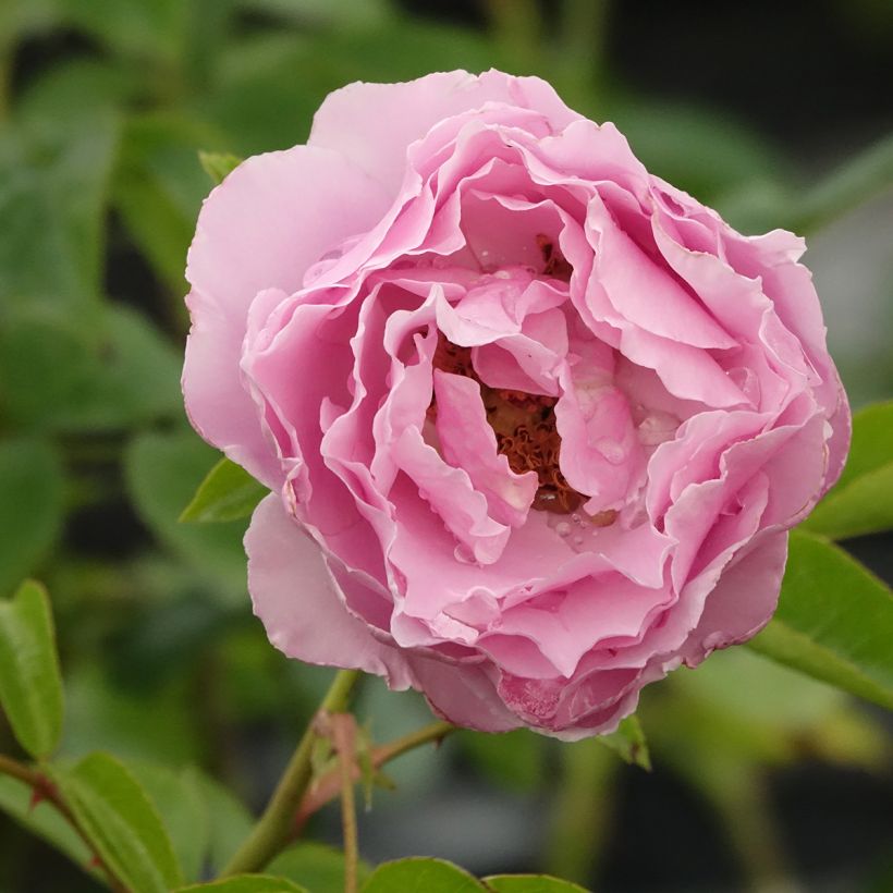Rosal Alexandra David Neel (Floración)